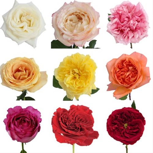 Garden Rose Assorted Garden Rose Roses Flowers by category